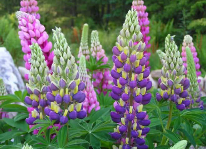 люпин многолистный люпин многолистный