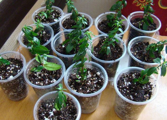 мирт размножение черенками мирт размножение черенками