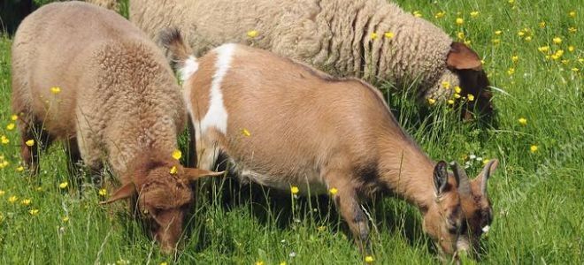 почему зверобой назвали зверобоем почему зверобой назвали зверобоем