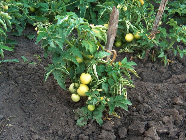 Подкормка из хлеба для помидор Подкормка из хлеба для помидор