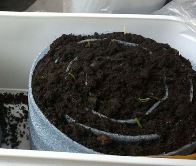 посадка клубники семенами в улитку посадка клубники семенами в улитку