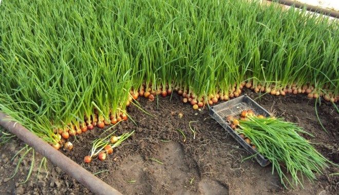 посадка лука-севка на зелень посадка лука-севка на зелень