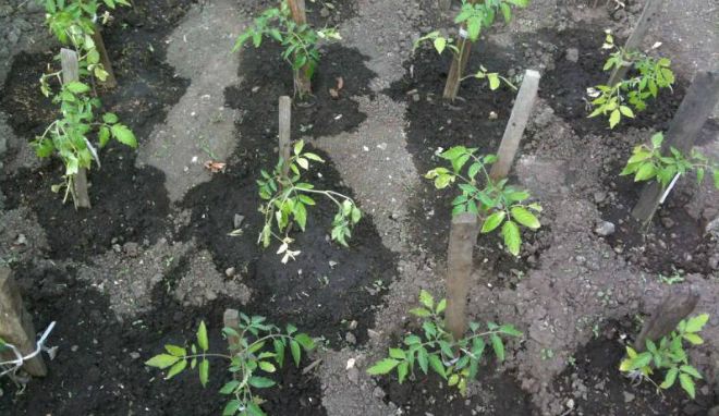 шахматная схема посадки шахматная схема посадки