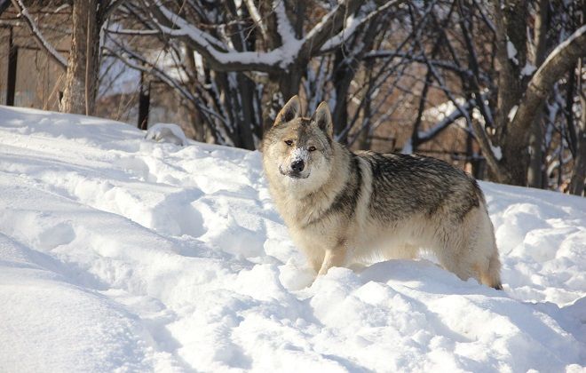 содержание чехословацкого влчака содержание чехословацкого влчака