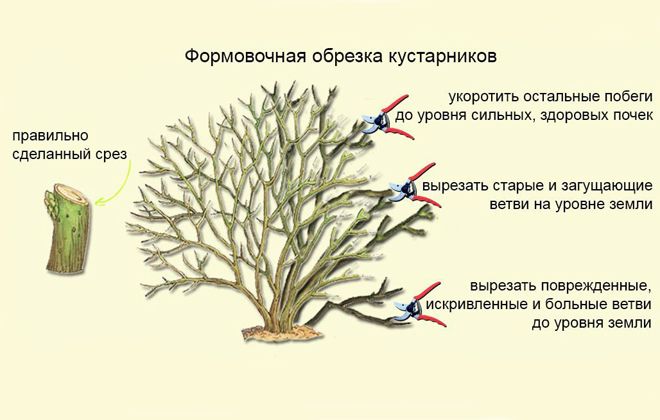 тамарикс обрезка куста тамарикс обрезка куста