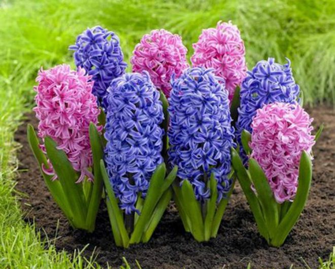 выращивание гиацинтов в открытом грунте выращивание гиацинтов в открытом грунте
