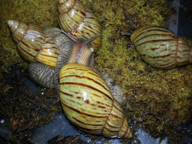 Ахатина кравени Ахатина кравени