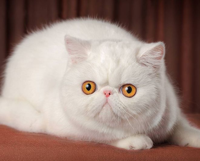 белоснежная кошка белоснежная кошка