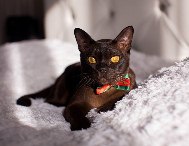 бурманская кошка болезни породы бурманская кошка болезни породы