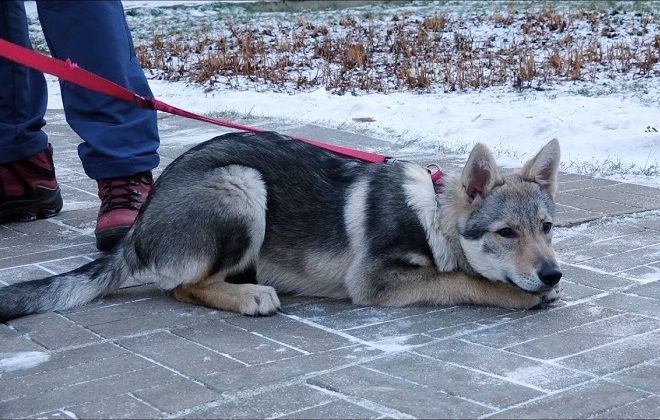 чехословацкий влчак дрессировка чехословацкий влчак дрессировка