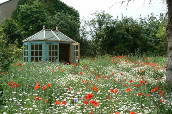 цветы для мавританского газона цветы для мавританского газона