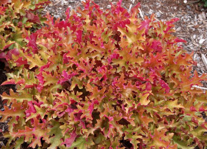 гейхера мармелад гейхера мармелад