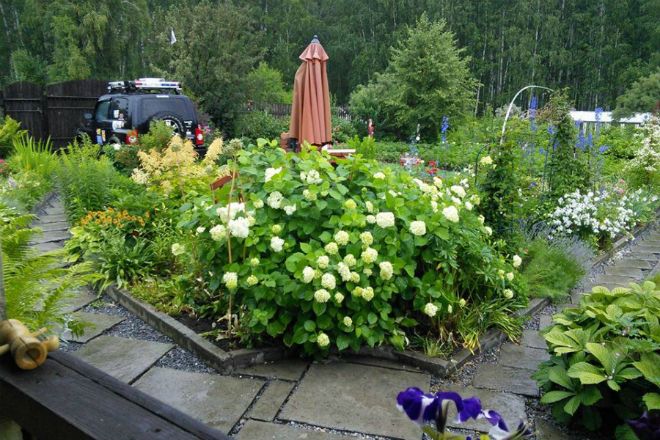 как пересадить калину бульденеж как пересадить калину бульденеж