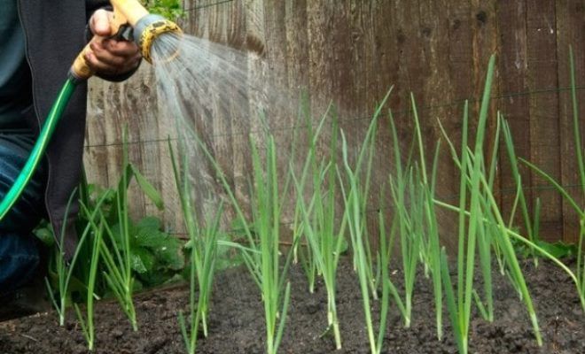 как поливать лук-севок как поливать лук-севок