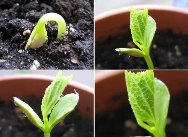 как сажать момордику как сажать момордику