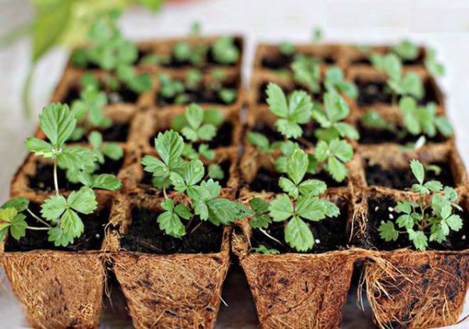 клубника из семян выращивание дачные хитрости клубника из семян выращивание дачные хитрости