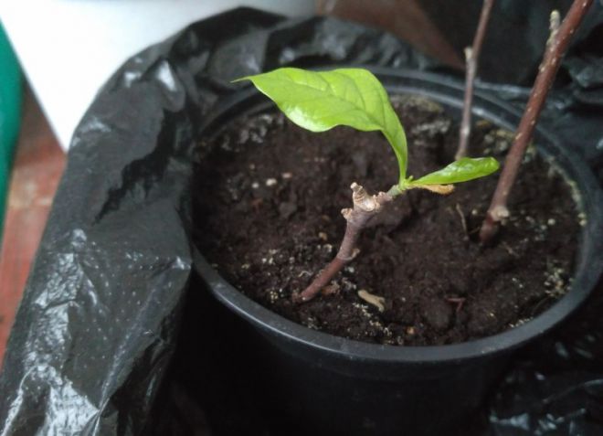 подкормка магнолии подкормка магнолии