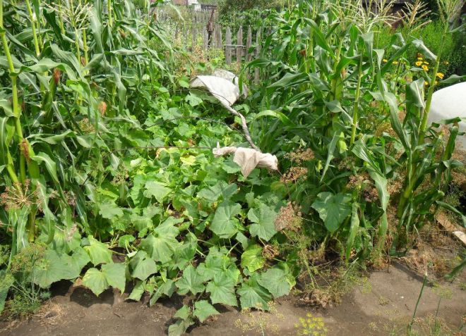 Посадка кукурузы с огурцами в открытый грунт Посадка кукурузы с огурцами в открытый грунт