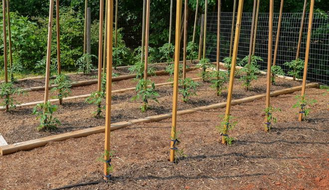 посадка высокорослых помидоров посадка высокорослых помидоров