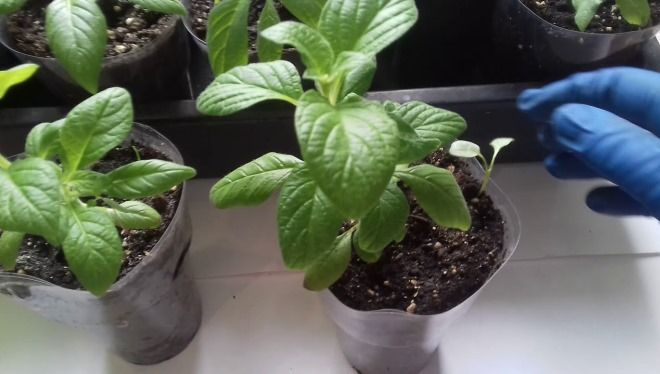 прищипка гелиотропа прищипка гелиотропа