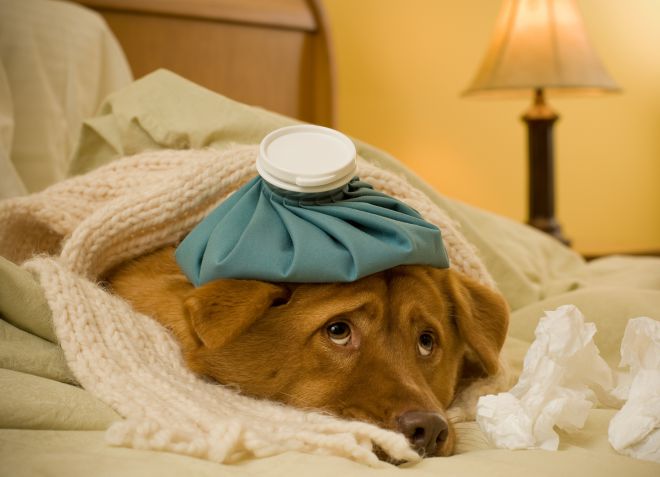 приступы эпилепсии у собак приступы эпилепсии у собак