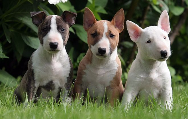 собаки породы бультерьер собаки породы бультерьер