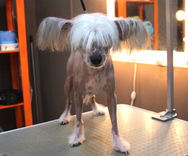 стрижка китайской хохлатой стрижка китайской хохлатой