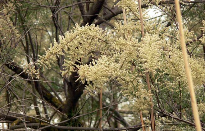 желтеет тамарикс желтеет тамарикс