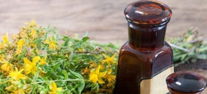 зверобой трава лечебные свойства зверобой трава лечебные свойства