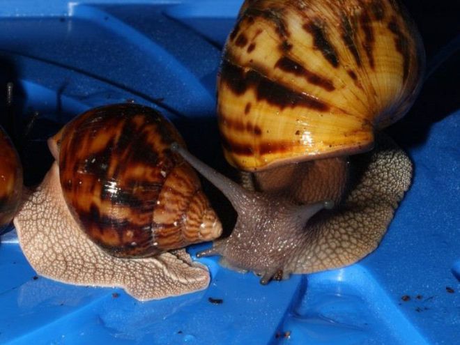 Ахатина тигр Ахатина тигр