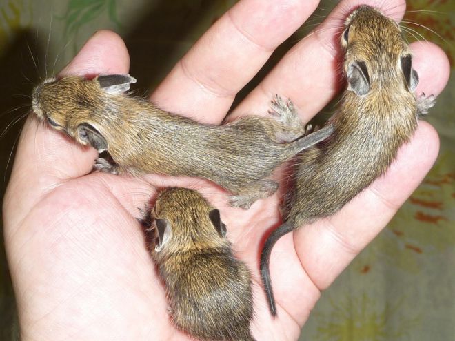 Бельчата дегу - особенности ухода Бельчата дегу - особенности ухода