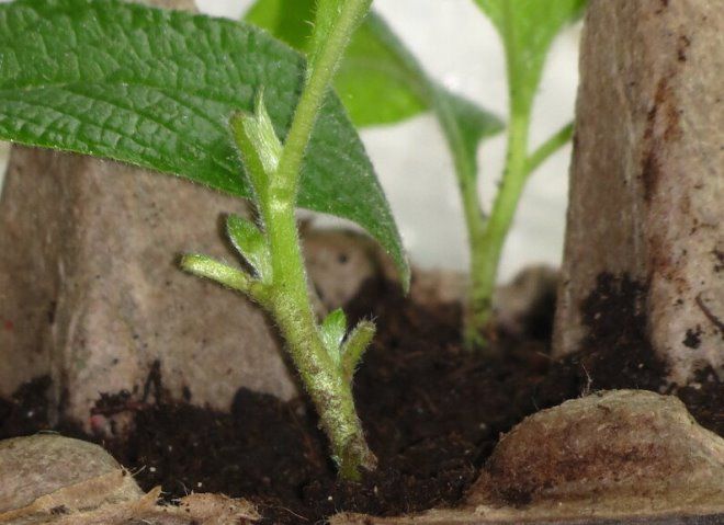 черенкование гелиотропа черенкование гелиотропа