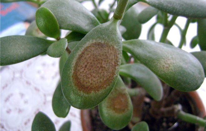 денежное дерево толстянка заболевания денежное дерево толстянка заболевания