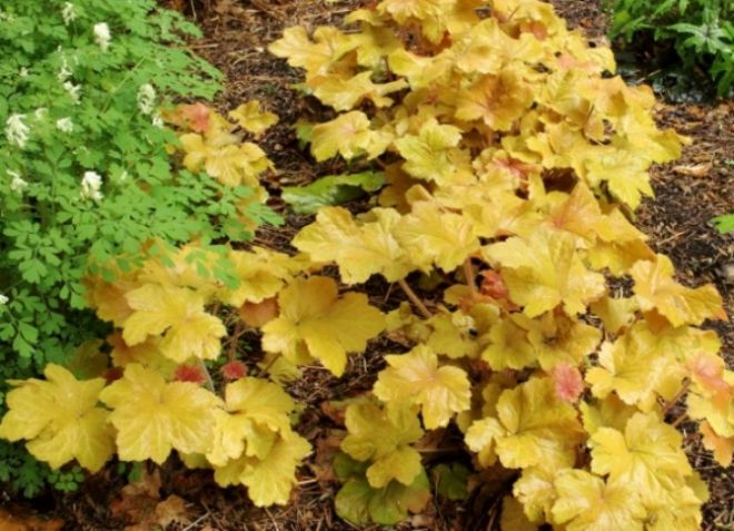 гейхера карамель гейхера карамель