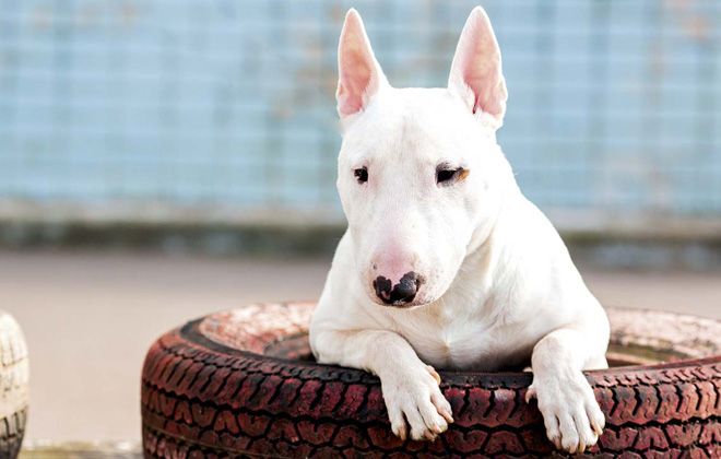 характеристика бультерьера характеристика бультерьера