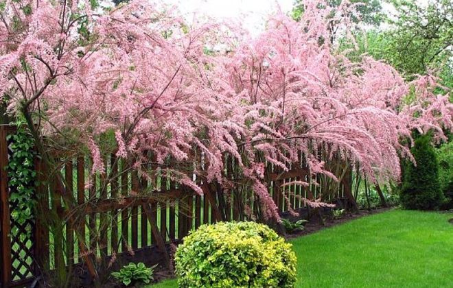 как растет тамарикс как растет тамарикс