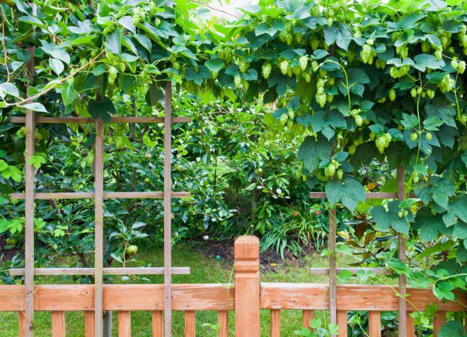 лесенка опора для растений лесенка опора для растений