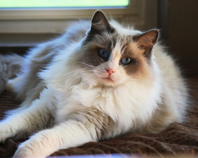 питание рэгдолла питание рэгдолла