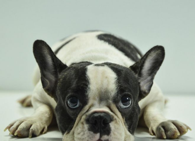 поведение собаки после приступа эпилепсии поведение собаки после приступа эпилепсии