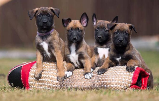 содержание бельгийской овчарки содержание бельгийской овчарки