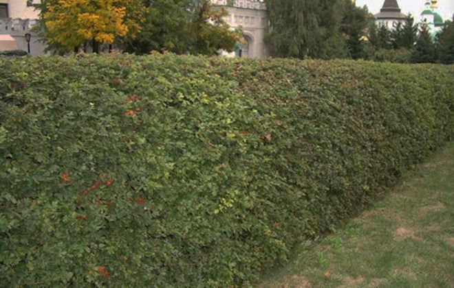 живая изгородь из боярышника живая изгородь из боярышника