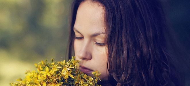 зверобой трава лечебные свойства для женщин зверобой трава лечебные свойства для женщин