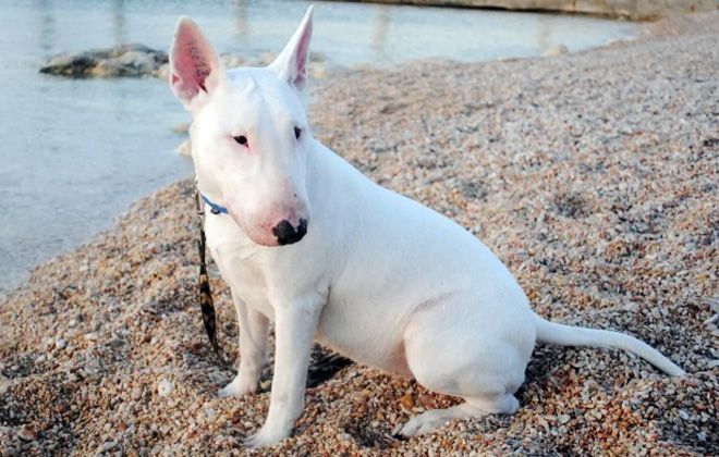 белый бультерьер белый бультерьер