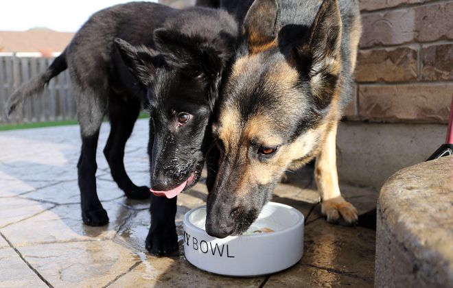 чем кормить бельгийскую овчарку чем кормить бельгийскую овчарку