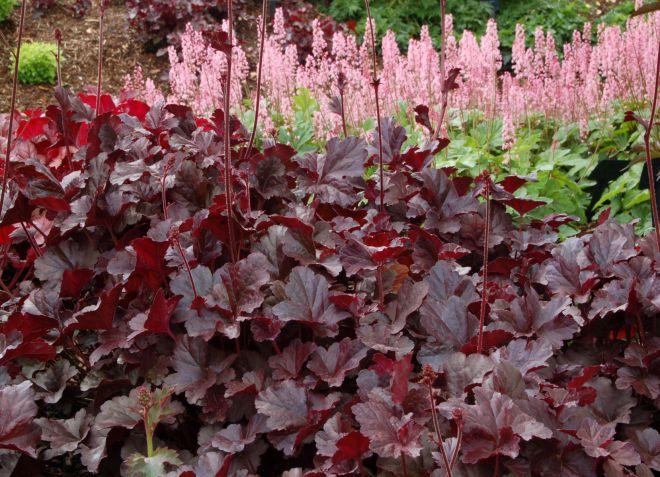 гейхера пурпурный замок гейхера пурпурный замок