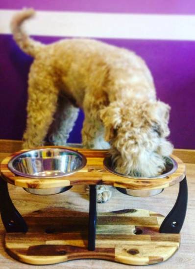 Ирландский терьер - кормление Ирландский терьер - кормление