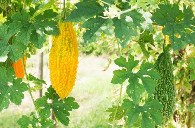 огурец момордика уход огурец момордика уход