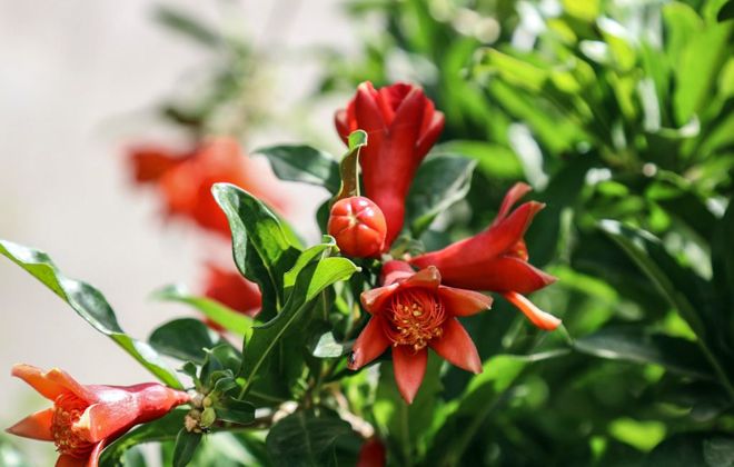 полезные свойства цветков граната полезные свойства цветков граната