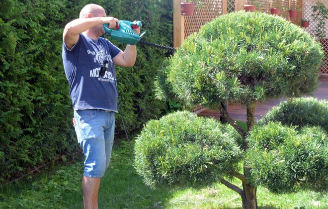 сосна веймутова формирование кроны сосна веймутова формирование кроны