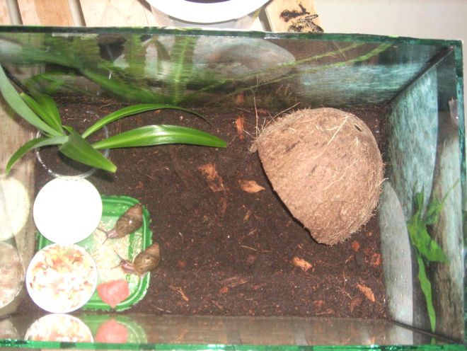 Террариум для ахатин Террариум для ахатин